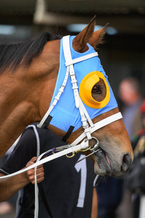 Portrait of a race horse walking in the paddock wearing blue and yellow coloursの写真素材