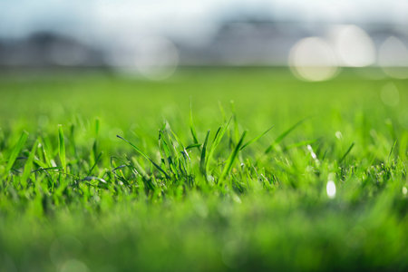 Close up of a green grass with bright blurry background. Shallow depth of field,の写真素材