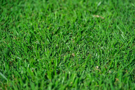 Close up of a green grass field. Shallow depth of field, blurry background.の写真素材