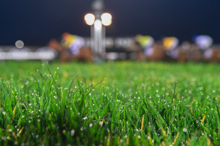 Close up of a green turf on a race track with horses in the background. Shallow depth of field, blurry background.の写真素材