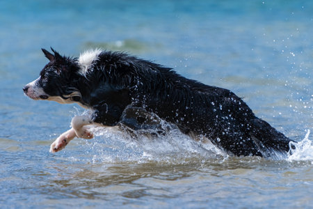Border Collie puppy running in the water during a sunny dayの写真素材