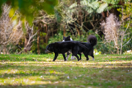 Group of dogs playing around on the grass in the parkの写真素材