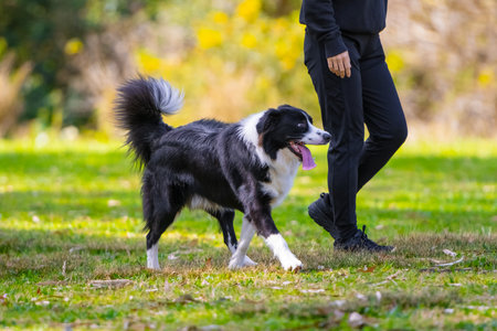Border Collie puppy playing with a lady owner in the parkの写真素材