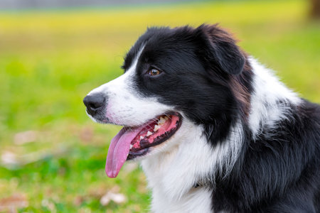 Portrait of a beautiful Border Collie puppy lying on the grass in the parkの写真素材