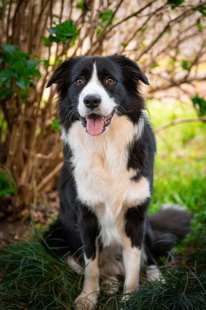 Portrait of a beautiful Border Collie puppy sitting on the grass in the gardenの写真素材