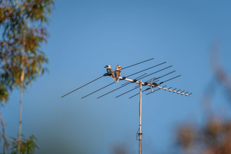 Two Laughing kookaburras sitting on the TV antenna and looking around. Blue sky in the background.の写真素材