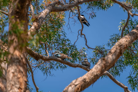 Two Laughing kookaburras sitting on the branch of a gum tree and looking aroundの写真素材