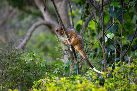 Close up of an australian Ringtail Possum sitting on a thin branch of a tree in the australian bushの写真素材
