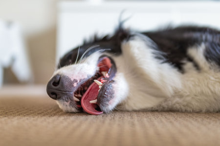 Close up of a Border Collie puppy lying down on a carpet floor inside the houseの写真素材