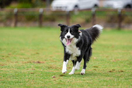 Portrait of a Border Collie running in the dog park on the green grassの写真素材