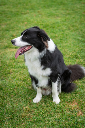 Portrait of a Border Collie sitting in the dog park on the green grassの写真素材