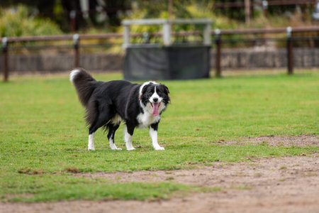 Portrait of a Border Collie running in the dog park on the green grassの写真素材