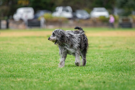 Portrait of a fluffy dog running in the park on a green grass, scruffy dog photoの写真素材