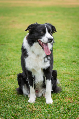 Portrait of a Border Collie sitting in the dog park on the green grassの写真素材
