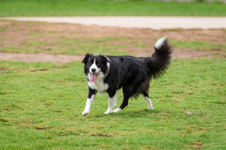 Portrait of a Border Collie running in the dog park on the green grassの写真素材