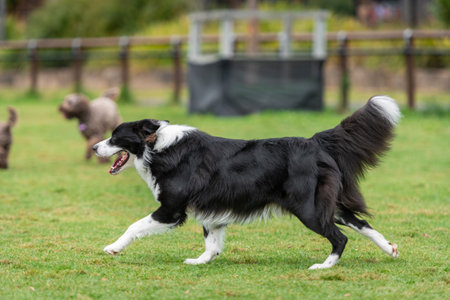 Portrait of a Border Collie running in the dog park on the green grassの写真素材