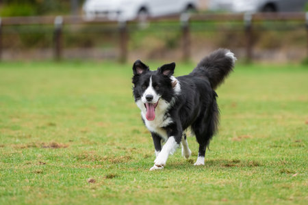 Portrait of a Border Collie running in the dog park on the green grassの写真素材