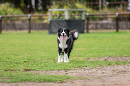 Portrait of a Border Collie in the dog park on the green grassの写真素材