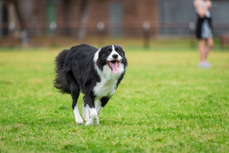 Portrait of a Border Collie running in the dog park on the green grassの写真素材