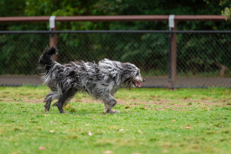 Portrait of a fluffy dog running in the park on a green grass, scruffy dog photoの写真素材