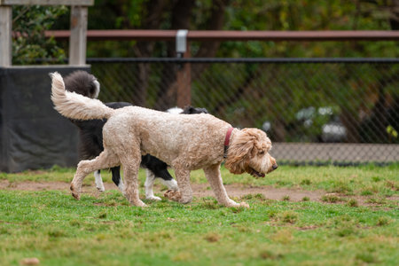 Dogs of mix breeds play in the park on a green grassの写真素材