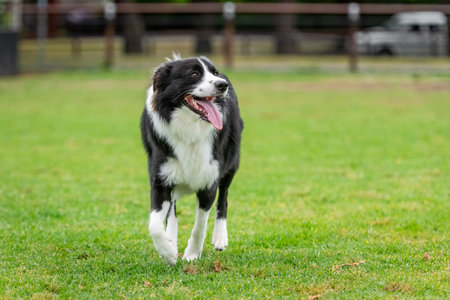 Portrait of a Border Collie running in the dog park on the green grassの写真素材