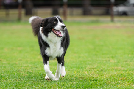 Portrait of a Border Collie running in the dog park on the green grassの写真素材