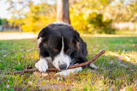Portrait of a beautiful male Border Collie puppy in the dog park on the green grass. Dog in the park.の写真素材