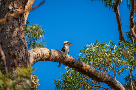Laughing kookaburra sitting on the branch of a gum tree and looking around, blue sky in the backgroundの写真素材