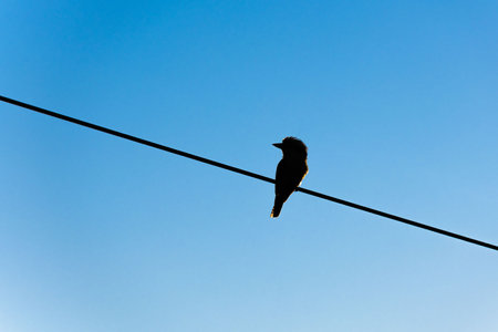 Silhouette of laughing kookaburra sitting on the power line during sunset with blue sky in the background.の写真素材