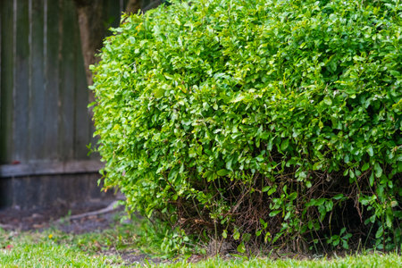 Close up of a green, thick bush tree in the garden with wooden fence in the backgroundの写真素材
