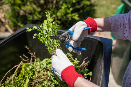 Older lady cutting green garden waste with pruner over the bin. Spring garden cleaning concept.の写真素材
