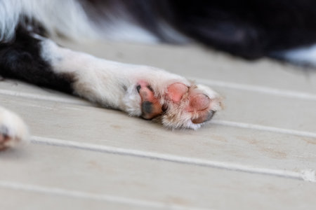 Close up of a dog's paws. Border Collie puppy pads. Legs of animal lying on a wooden deck.