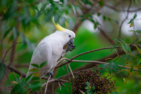 Cockatoo parrot sitting on a green tree branch in Australia. Sulphur-crested Cacatua galerita. Big white and yellow cockatoo with nature green backgroundの写真素材