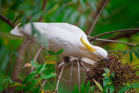 Cockatoo parrot sitting on a green tree branch in Australia. Sulphur-crested Cacatua galerita. Big white and yellow cockatoo with nature green backgroundの写真素材