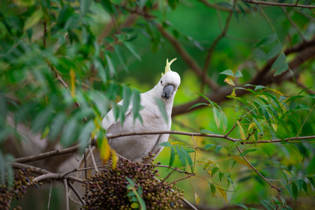 Cockatoo parrot sitting on a green tree branch in Australia. Sulphur-crested Cacatua galerita. Big...