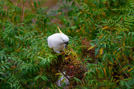 Cockatoo parrot sitting on a green tree branch in Australia. Sulphur-crested Cacatua galerita. Big white and yellow cockatoo with nature green backgroundの写真素材