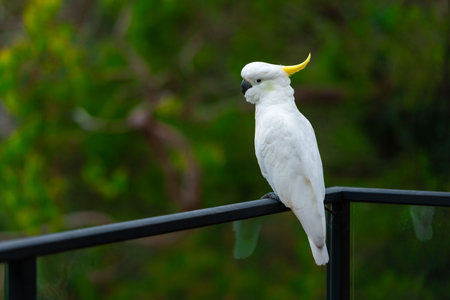 Cockatoo parrot sitting on a black hand rail in Australia. Sulphur-crested Cacatua galerita. Big white and yellow cockatoo with nature green backgroundの写真素材