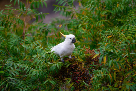 Cockatoo parrot sitting on a green tree branch in Australia. Sulphur-crested Cacatua galerita. Big white and yellow cockatoo with nature green backgroundの写真素材