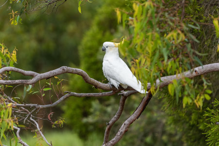 Cockatoo parrot sitting on a green tree branch in Australia. Sulphur-crested Cacatua galerita. Big...