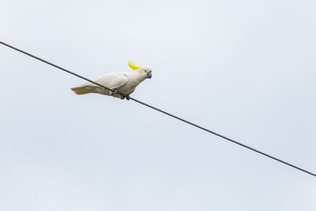 Cockatoo parrot sitting on a wire in Australia. Sulphur-crested Cacatua galerita. Big white and yellow cockatoo with nature white backgroundの写真素材