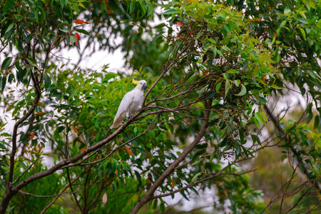 Cockatoo parrot sitting on a green tree branch in Australia. Sulphur-crested Cacatua galerita. Big white and yellow cockatoo with nature green backgroundの写真素材