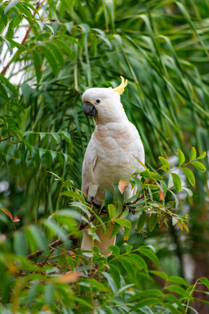Cockatoo parrot sitting on a green tree branch in Australia. Sulphur-crested Cacatua galerita. Big...