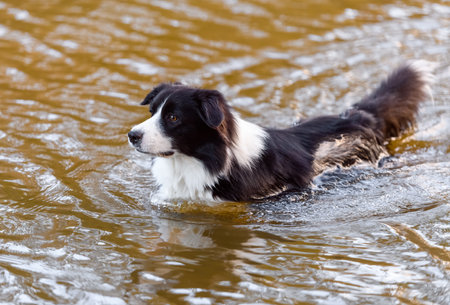 Male Border Collie dog swimming in the water. Wet purebred canine taking bath in the river lake with brown water.の写真素材