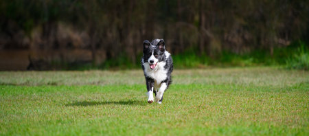 Border Collie dog running in park. Purebred male canine playing on green grass, trees in backgroundの写真素材