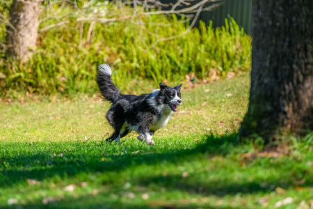 Border Collie running on green grass off leash in dog park with green trees in background.の写真素材