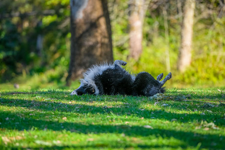 Portrait of a Border Collie in the dog park rolling on his backの写真素材
