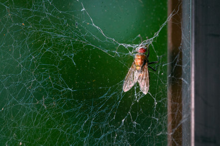Macro close-up of dead common housefly entangled in spider web. Detailed image captures fragility of...