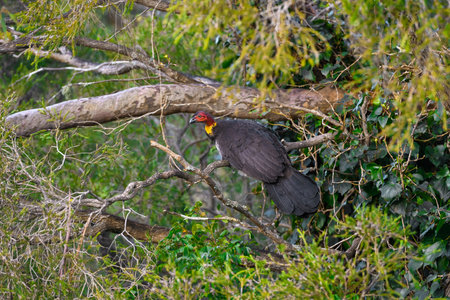 Australin brushturkey sitting up high on leafy green tree branchの写真素材