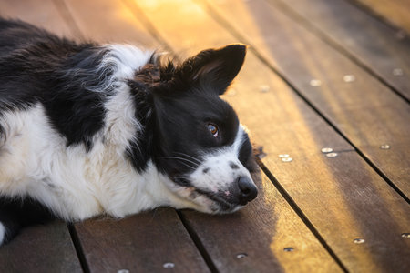 Male Border Collie dog resting on wooden deck during sunsetの写真素材